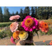 Organic Candy Mix Zinnia Seeds, Mixed Colors, Double Scabiosa Flowered Zinnias // Organic, Heirloom, Non-Gmo, Elegans | Etsy (US)