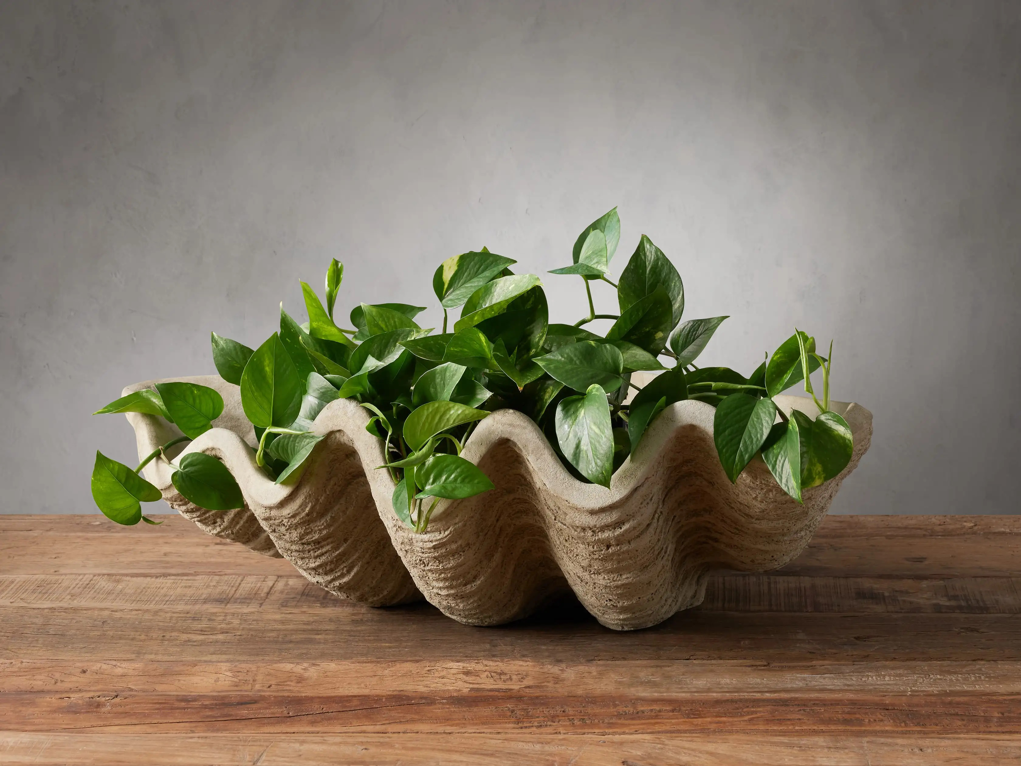 Clam Shell Planter | Arhaus