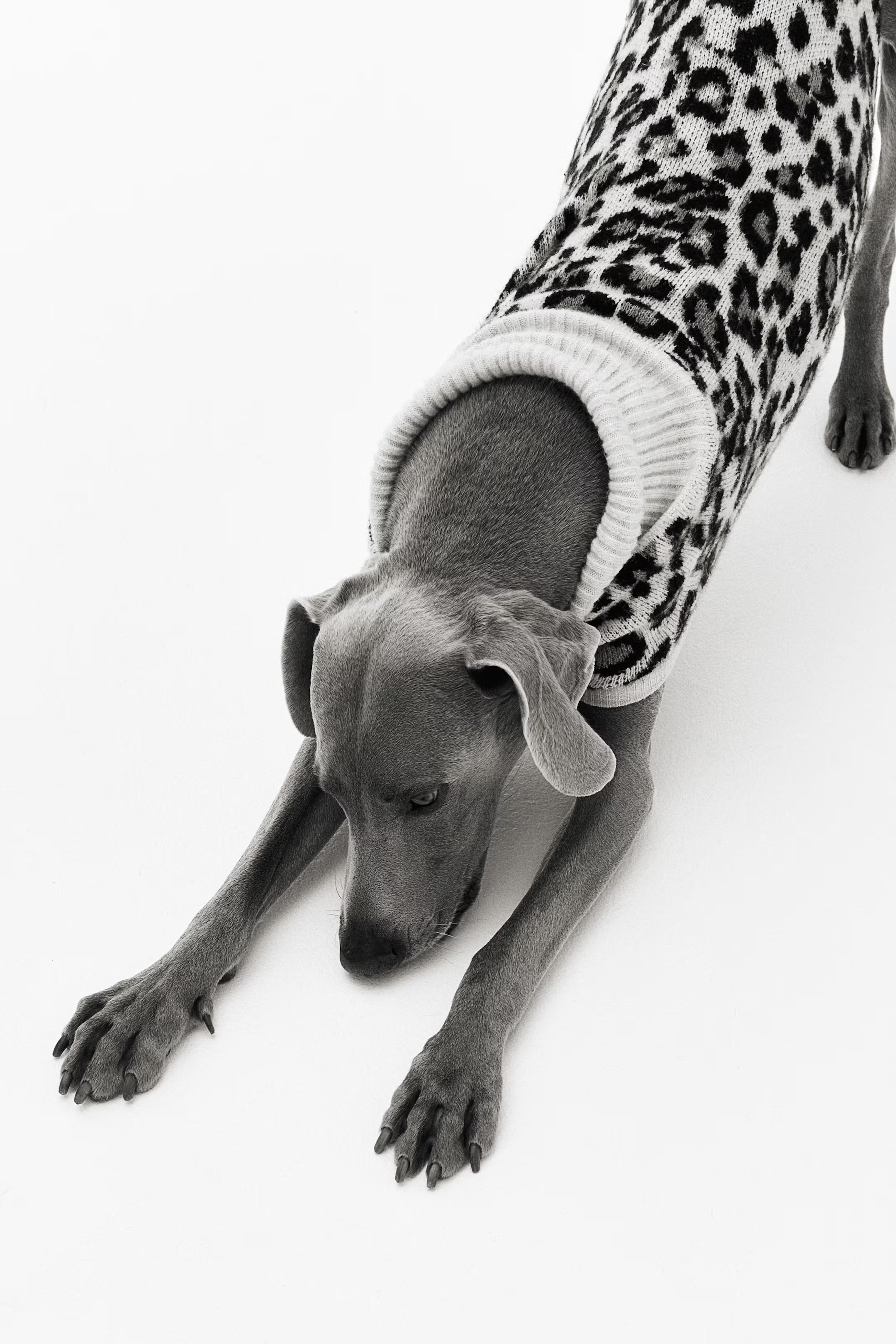 Jacquard-knit Dog Sweater | H&M (US + CA)