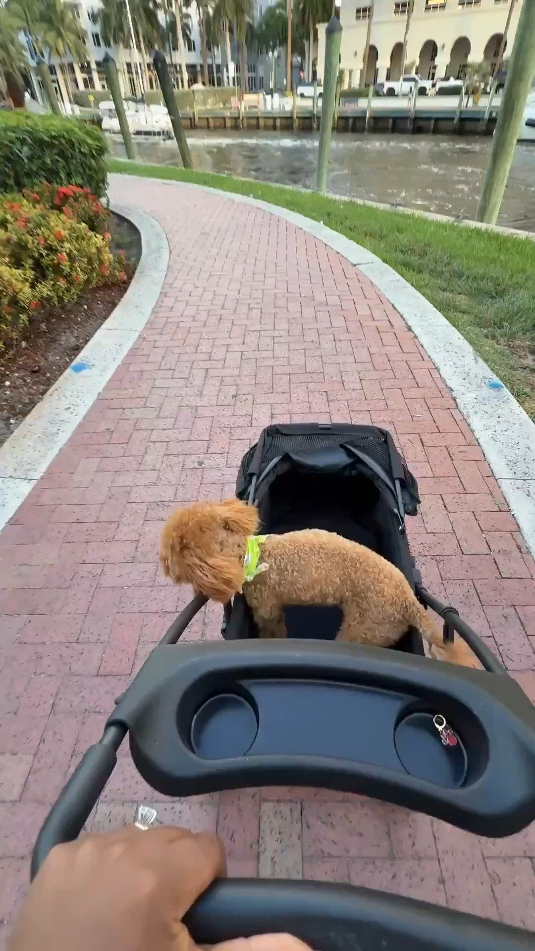 Hot girl (and dog 😂) walk essentials ✨

Dog stroller is on sale for prime days! 

amazon prime day, prime day, amazon prime day deals, amazon prime day sale, amazon prime day finds, amazon prime deals, amazon sale week, amazon deals week, amazon week deals, amazon week finds, amazon markdowns, amazon discounts, amazon promos, amazon promo alert, amazon clearance, amazon hot deals, amazon daily deals, amazon app deals, amazon exclusive deals, amazon member deals, amazon offers, amazon specials, amazon event deals, amazon find of the day, amazon deal alert, amazon steals and deals, amazon shopping haul, best amazon deals, amazon bargains, amazon must-have deals, amazon seasonal sale, Emmy petit 

#LTKActive #LTKdayinmylife #LTKSaleAlert