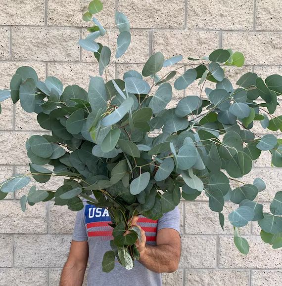 Large Fresh/Dried Silver Dollar Eucalyptus Bundle, California Grown Eucalyptus | Etsy (US)