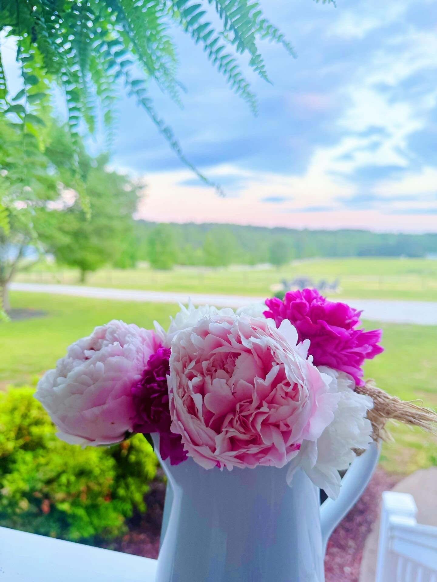 p e o n y  b l o o m s  o n  t h e  f a r m 🌸🌳🪷🌱💓🌿 #firstspringonthefarm #peonyblooms #foreverhome #farmsweetfarm #adreamcometrue