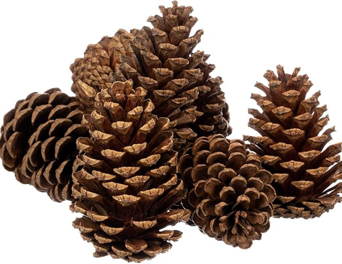 Cinnamon Scented Pine Cones - 8 Pieces 3" to 5" Medium - Large Pine Cones for Crafts - Pine Cones... | Amazon (US)