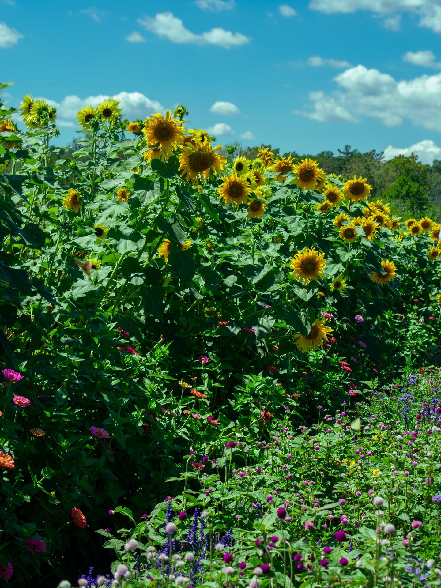 pov: a sunny afternoon on @rancocascreekfarm picking flowers + watching the butterflies dance ✨ #farm #njfarm #csa #rancocas #rancocascreek #flowers #pinelandspreservationalliance