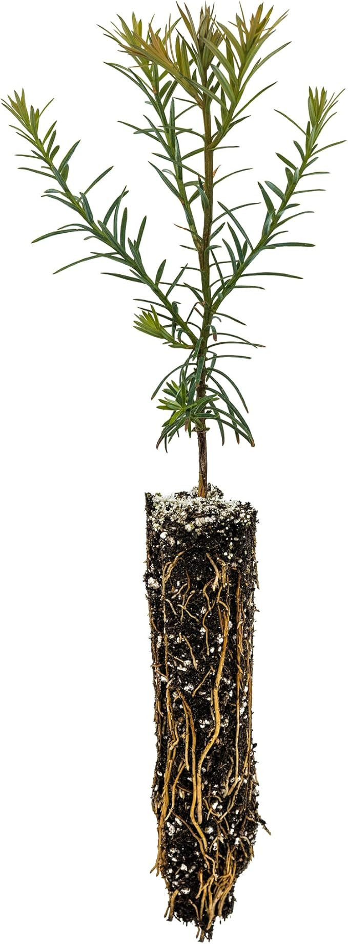 Coast Redwood | Small Tree Seedling | The Jonsteen Company | Amazon (US)