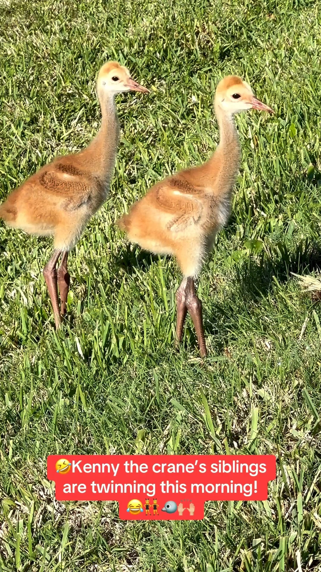 Walking in my Hoka sneakers this morning, I saw Kenny the Sandhill crane’s siblings.

They are so cute. I love seeing them! Linking my Hoka sneakers!




#LTKActive #LTKdayinmylife #LTKfitnessgoals