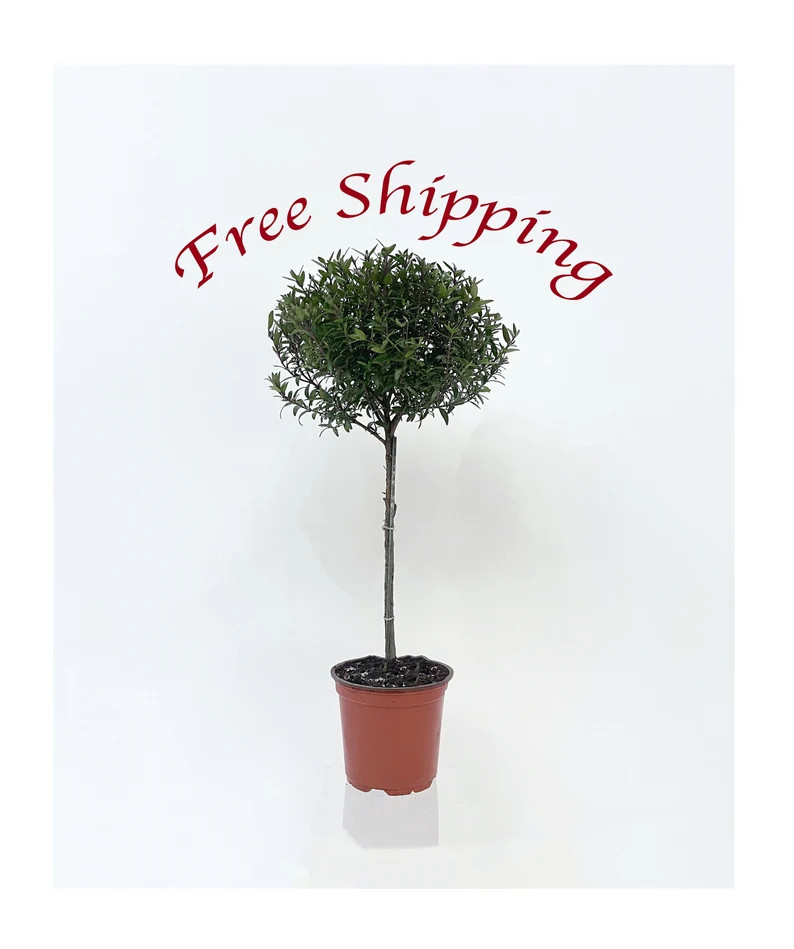 Myrtle Tree, Myrtle Plant, Myrtus Communis 'compacta,' Myrtle Topiary, Tree for Bonsai, Flowering... | Etsy (US)