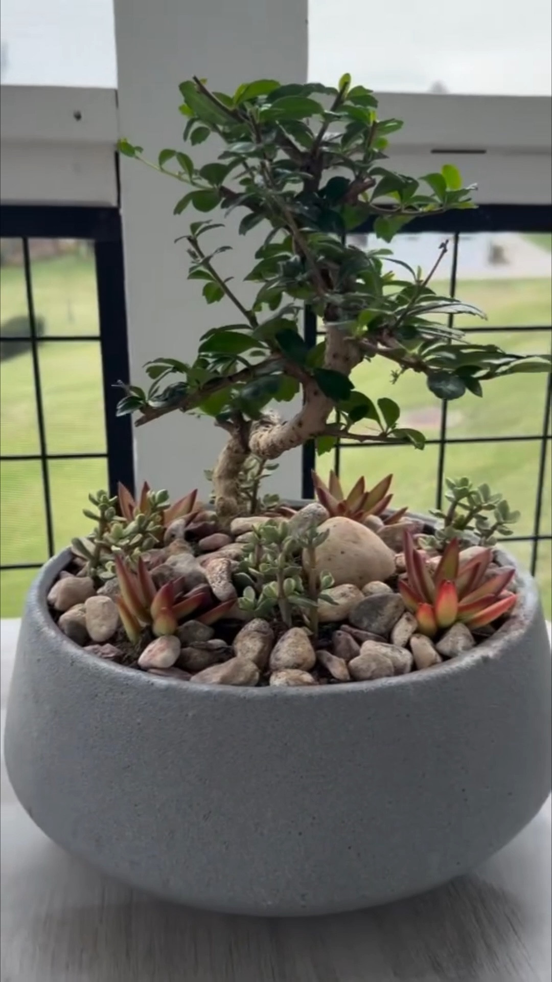 POV: It’s finally warm out and you need to touch dirt immediately 🌿😌

Time to give this old planter a refresh, and I’m OBSESSED with how this bonsai planter makeover turned out 😍 I grabbed everything I needed from @loweshomeimprovement to create this peaceful, zen-inspired plant moment for my porch

There’s just something about spring gardening and getting your hands in the dirt that feels so therapeutic… even if we are still risking a late frost here in NC 😅🌱 But I couldn’t resist starting just a little early

And of course, little Miss Riley had to supervise (aka approve) the final result 🐱💚

If you’re ready to refresh your planters, start your spring garden, or create your own tranquil bonsai setup, this is your sign ✨

Comment SHOP below and I’ll send you everything I used! 🛒

#bonsaiplant #bonsaigarden #diygarden #diygardening #lowespartner