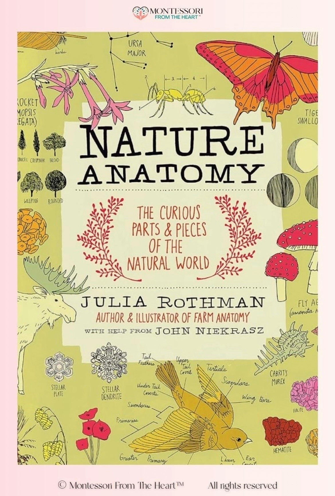 Nature Anatomy ~ Book for Kids

#LTKkids #LTKfamily #LTKhome