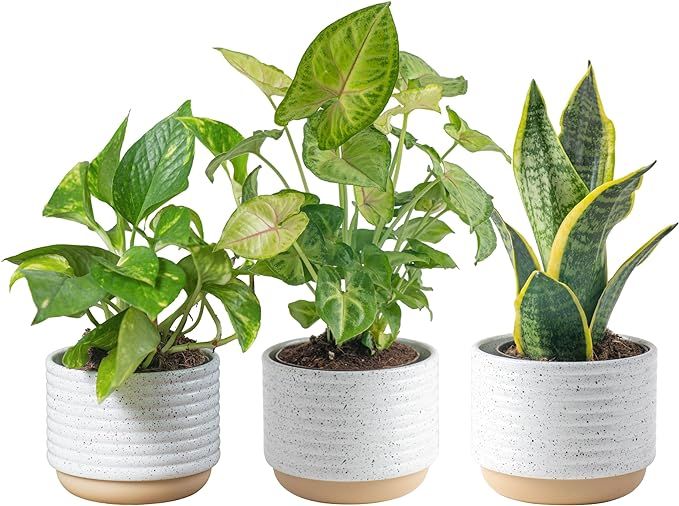 Costa Farms Easy to Grow Live Houseplants (3-Pack), Air Purifying Live Plants in Indoor Garden Pl... | Amazon (US)