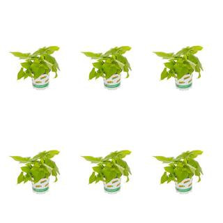 1 Pt. Accent Ipomoea Sweet Potato Vine Green Annual Plant (6-Pack) | The Home Depot