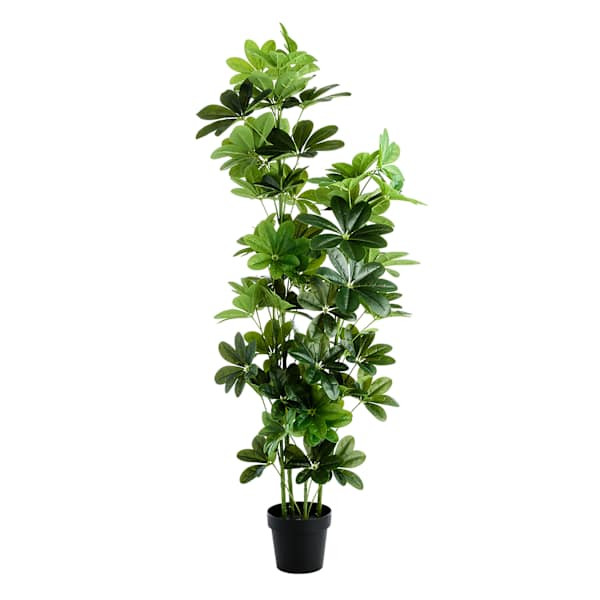 Ficus Lyrata Tree, 60" | At Home