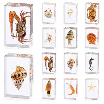 12 Pcs Ocean Animal Insect in Resin Specimen Bugs Collection Paperweights，12 Styles Real Bug Sp... | Amazon (US)