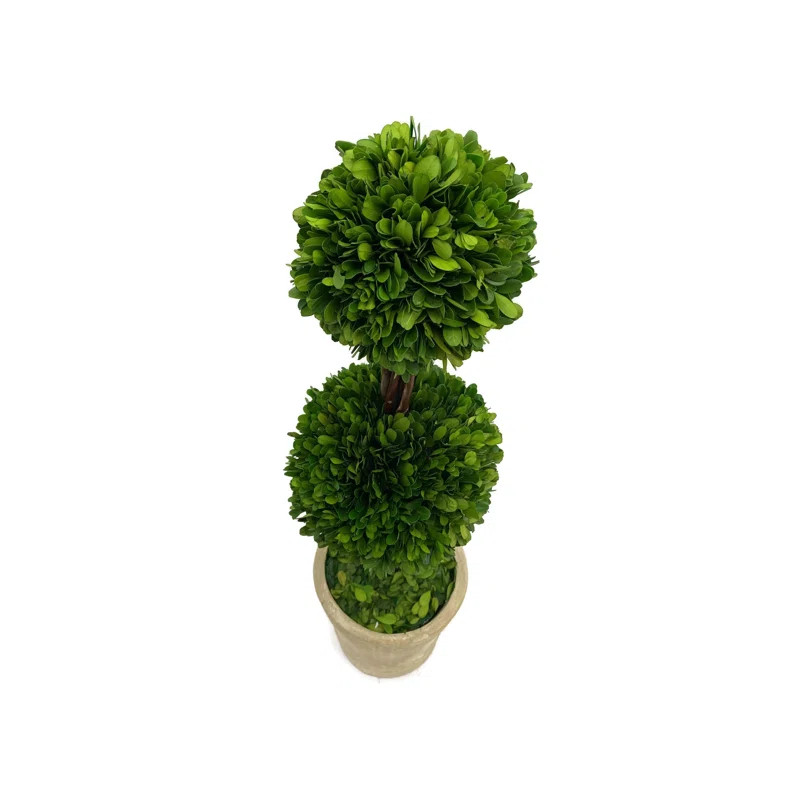 Ophelia & Co. Karina Real Preserved Boxwood Double Ball Topiary in Pot & Reviews | Wayfair | Wayfair North America