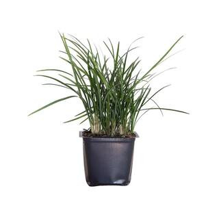 Mondo Grass 3-1/4 in. pots (18-Pack) - Groundcover Plant | The Home Depot