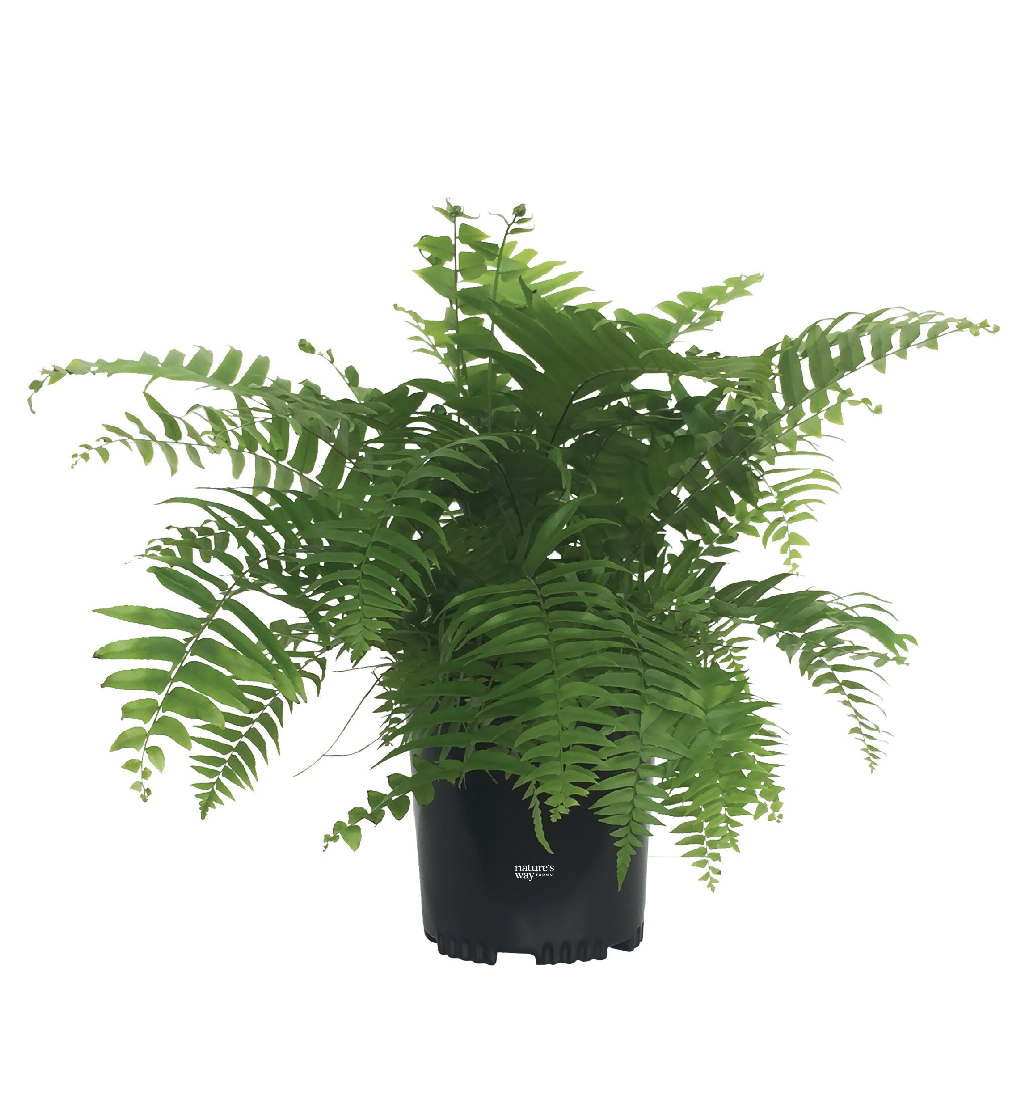 Lowe's No flowers Macho Fern House plant in 6 Inch(es) Pot 1 -Pack | 2525 | Lowe's