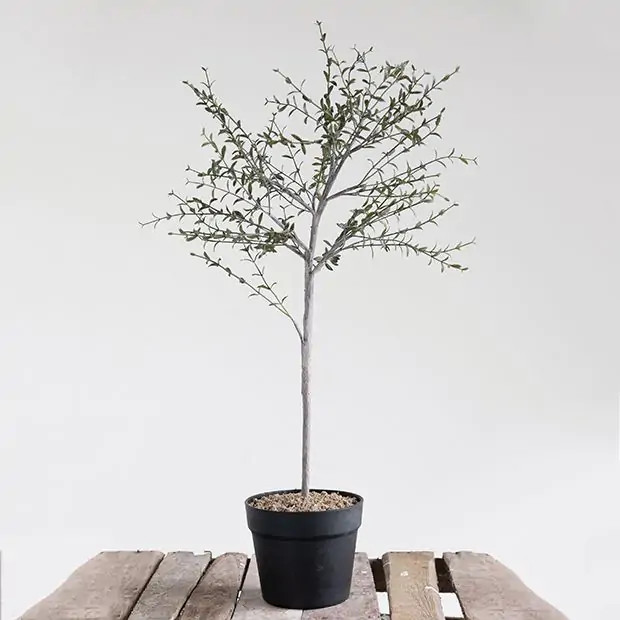 Potted Thyme Topiary | Antique Farm House