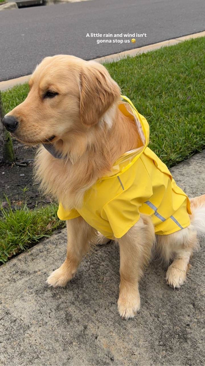 Jax’s adorable yellow raincoat! 🌧️💛🐾

#LTKSeasonal #LTKdayinmylife