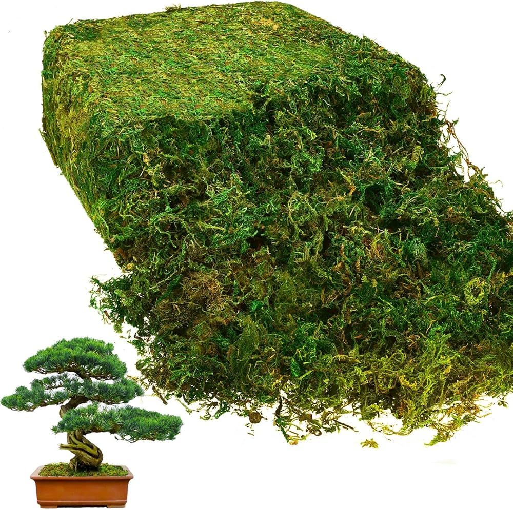 28 Oz Natural Green Sheet Moss Preserved Moss Terrarium Moss Green Moss Decor for Plant Crafts Fl... | Amazon (US)
