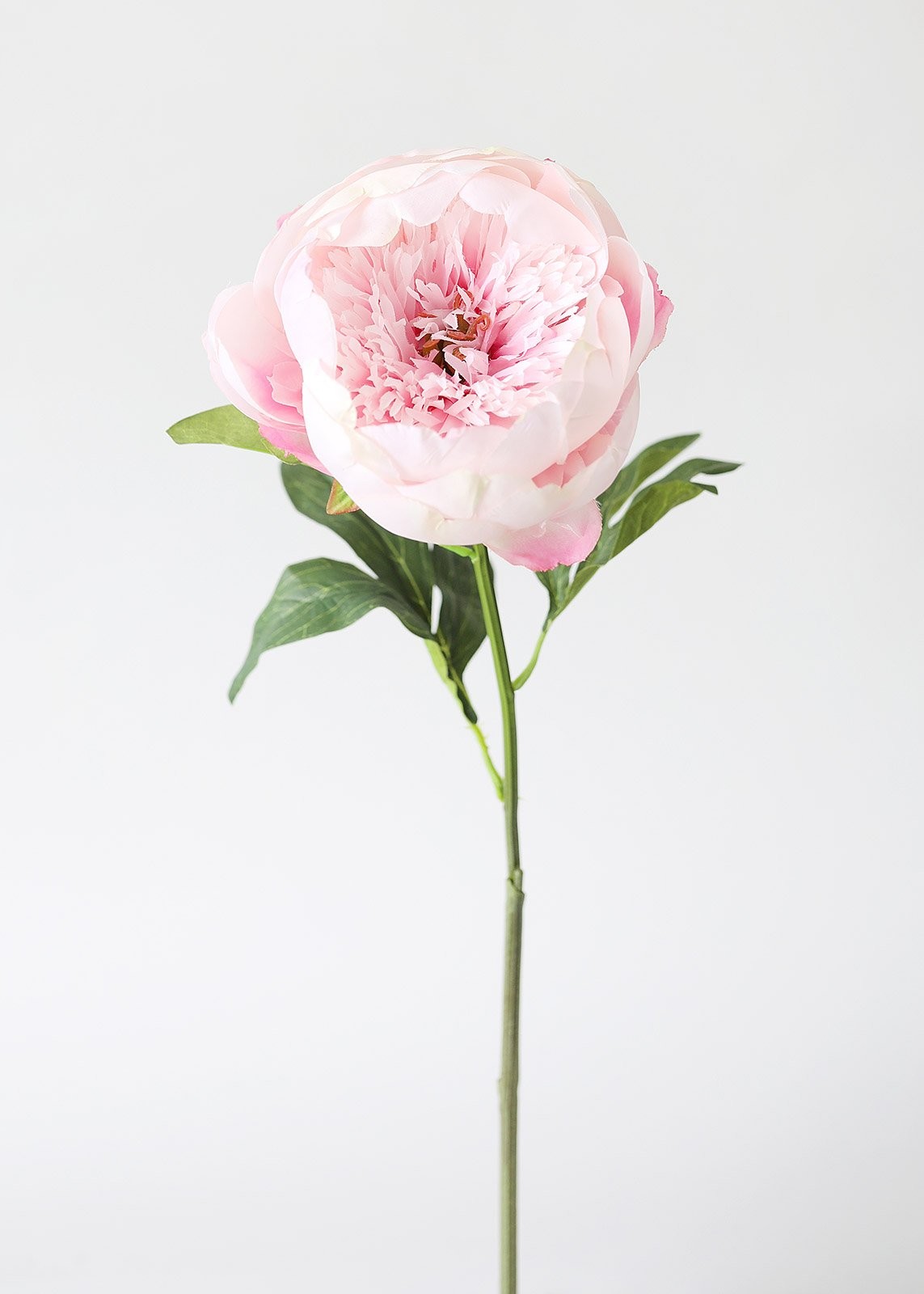 Silk Flower Peony in Blush Pink - 24" Tall | Afloral (US)