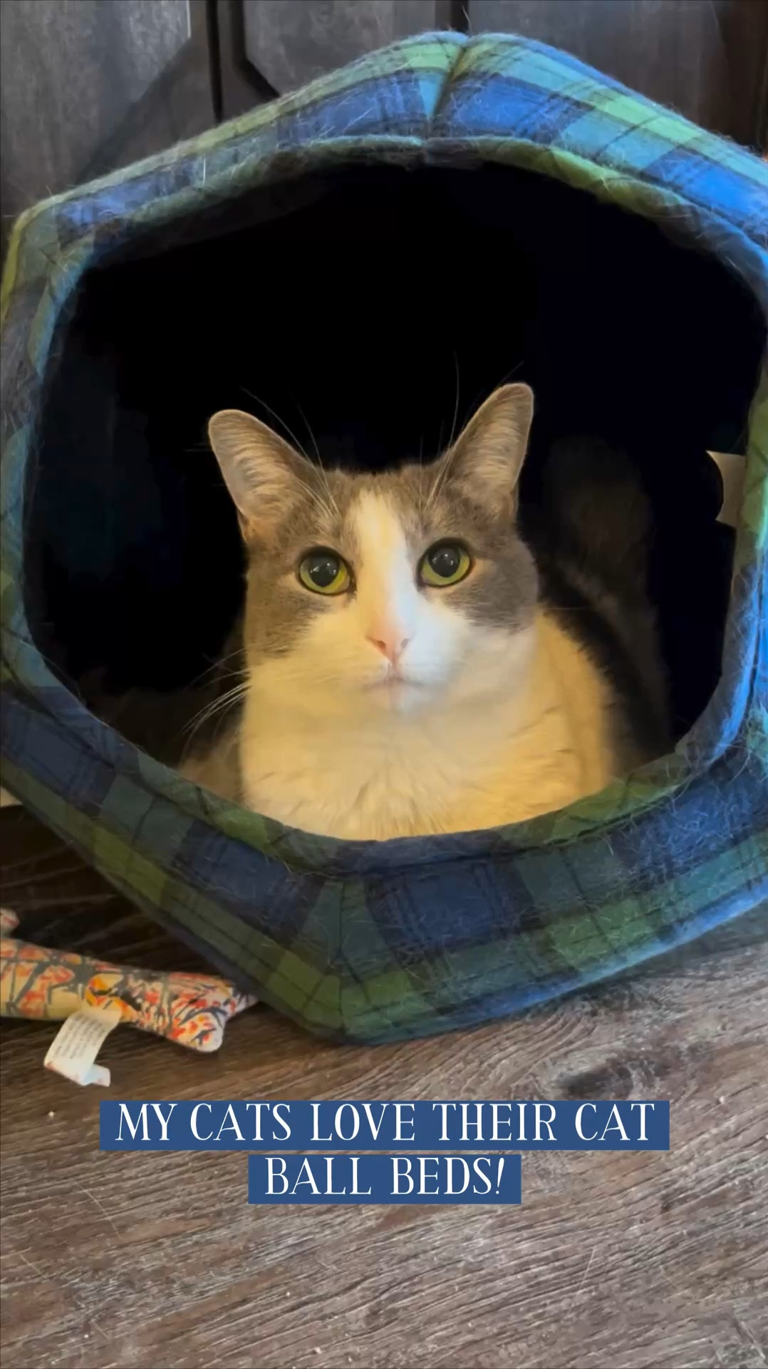 My cats love their Cat Ball beds! We have four of these cave style pet beds and the cats rotate through them all. Sometimes they sit in them like Emory is doing here, and sometimes they squish them down. So many ways to cat nap with these! Plus, they’re handmade by a small creative! Available on Etsy and Amazon 💚😻🐾

#LTKFamily #LTKFindsUnder100 #LTKHome