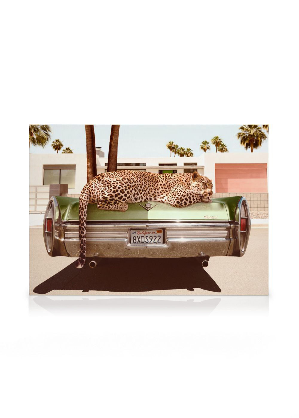 Chilling Leopard Canvas | Desenio