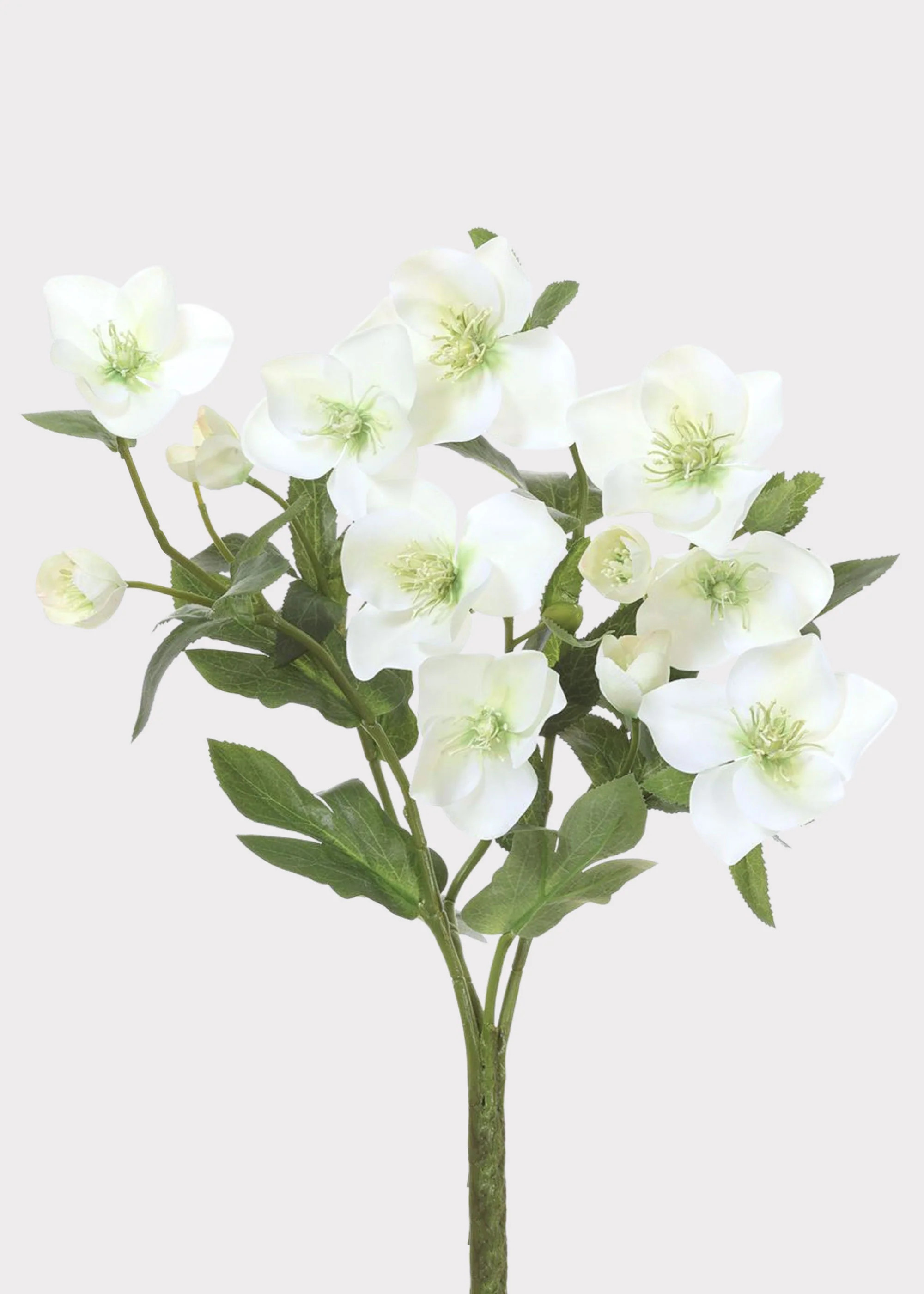 Cream Green Helleborus Bush | Realistic Artificial Flowers | Afloral | Afloral