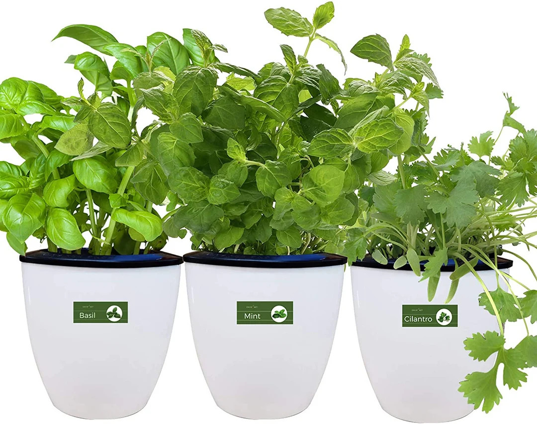 Self Watering Planter With Heirloom Herb Seeds and Coco Potting Soil, Indoor Herb Garden Growing ... | Etsy (US)