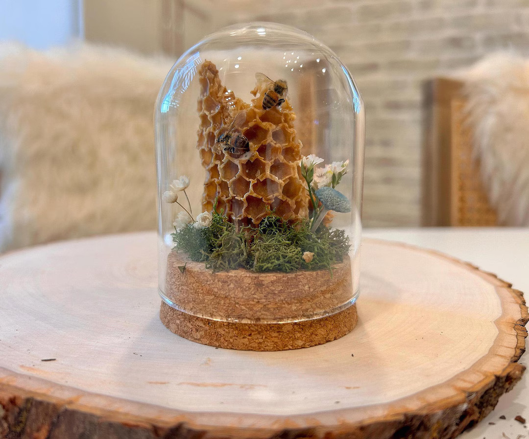 Real Honey Bee Terrarium, Miniature Insect Decor, Entomology Gift (3 Inch) - Etsy | Etsy (US)