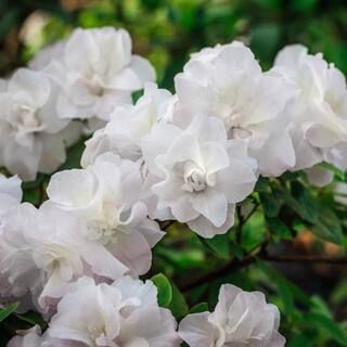 national PLANT NETWORK 2.5 qt. Azalea Hardy Gardenia Flowering Shrub with White Blooms HD7038 | The Home Depot