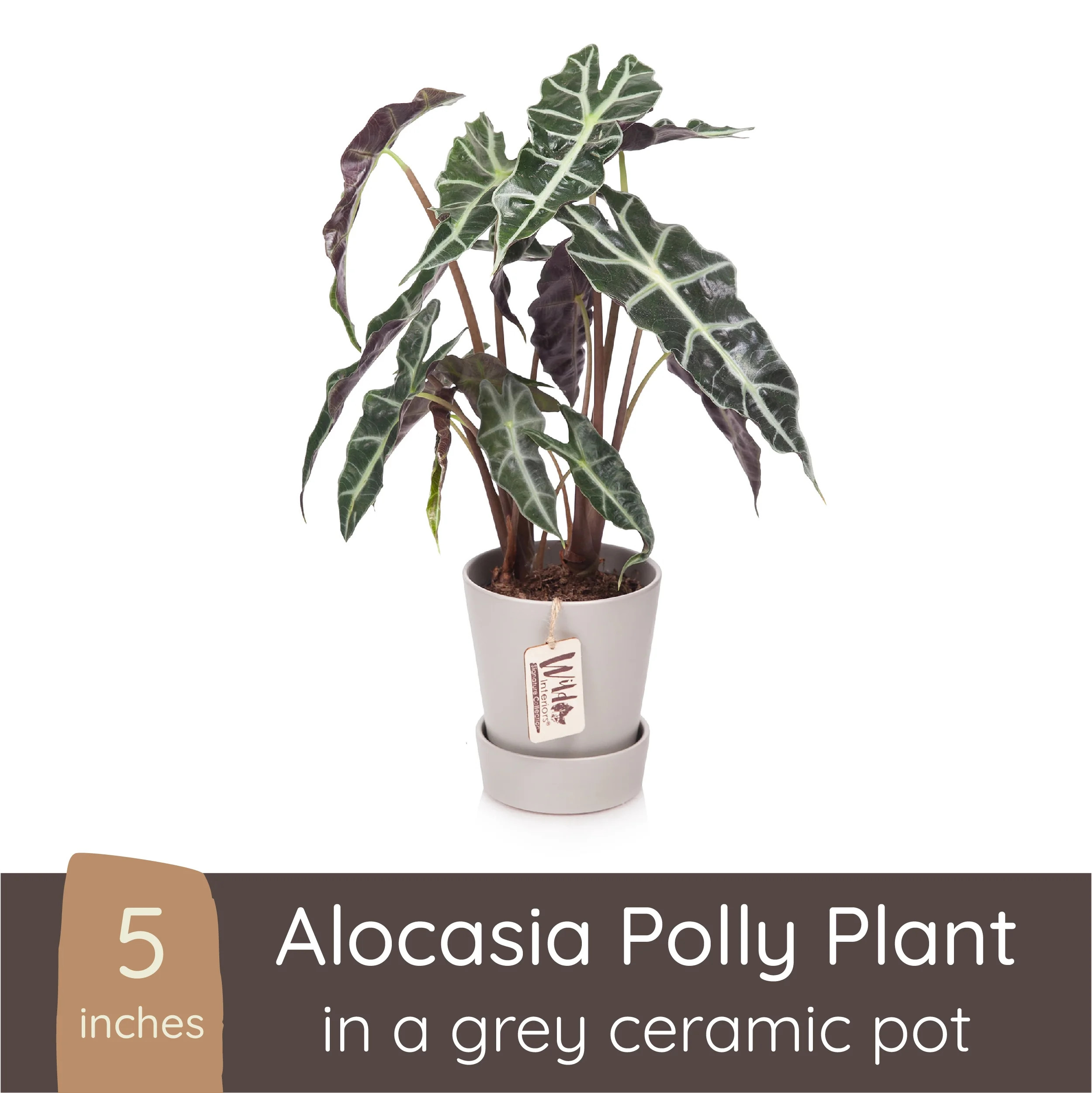Wild Interiors Alocasia Polly Plant, 12-18\u201d Tall, 5\u201d Ceramic Pot - Walmart.com | Walmart (US)