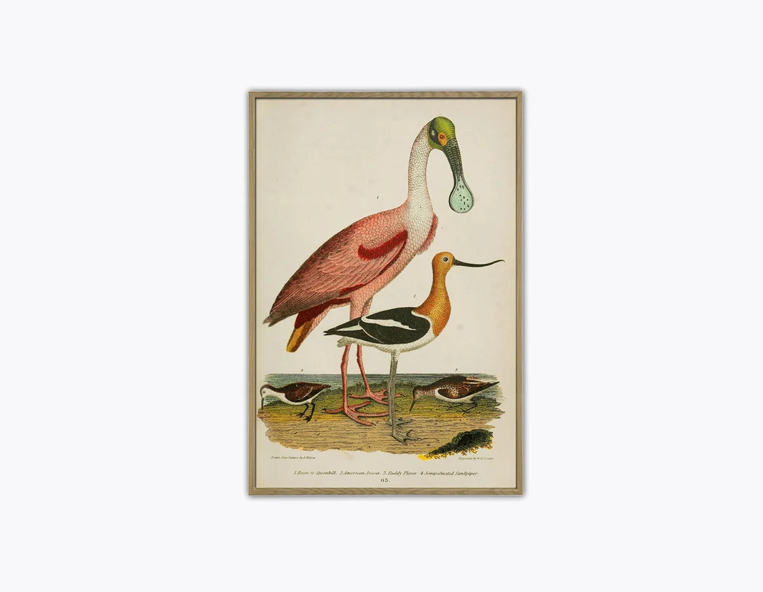 Spoonbill Print, Birds Illustration for Wall Decotating | Etsy (US)