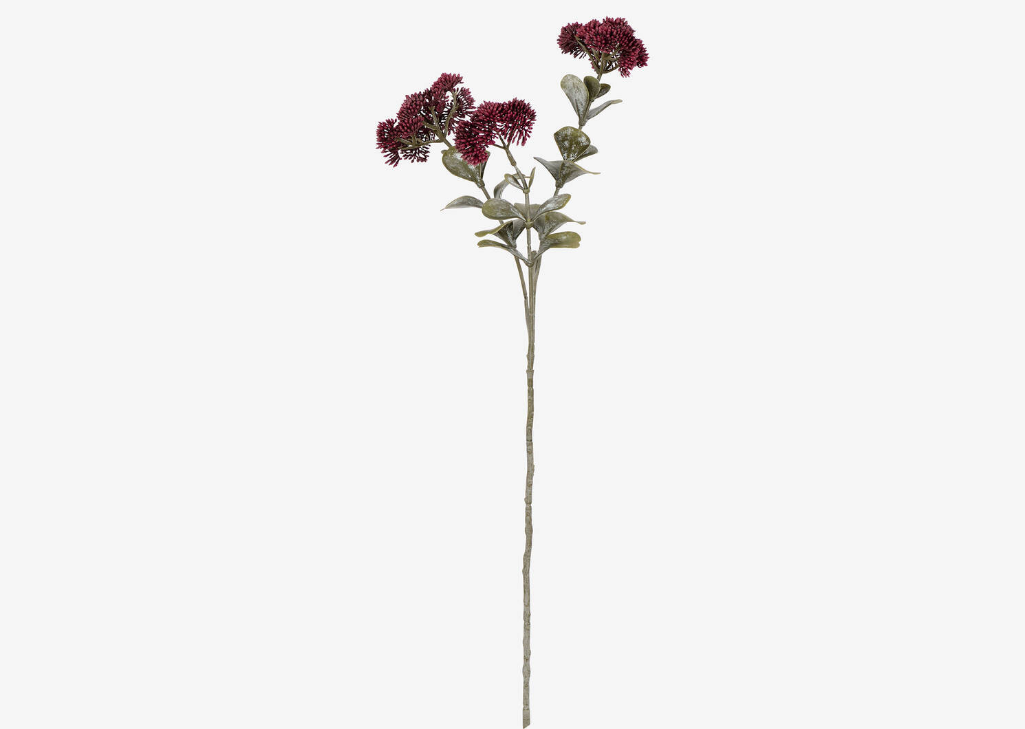 Astrid Sedum Branch Bordeaux | Urban Barn
