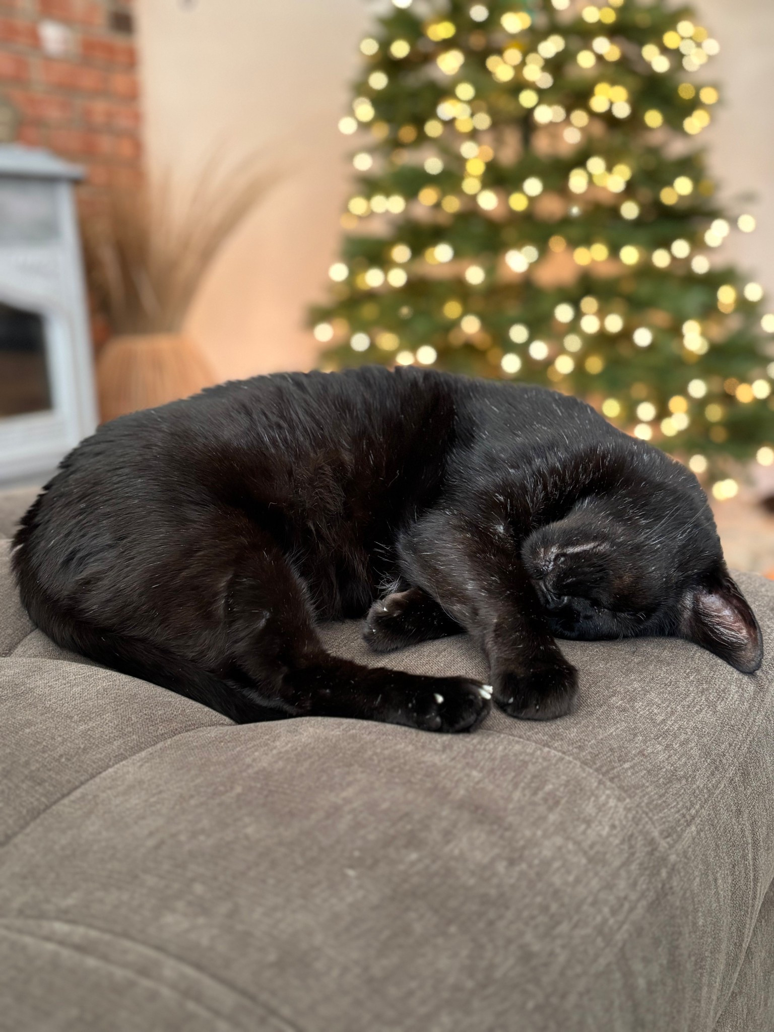 It’s the best time of the year! Cozy cat by the Christmas tree time! Are you decorating early or are you waiting until after Thanksgiving? We do a mix of both! I do like to celebrate Thanksgiving but we also put up the tree early. 

#LTKHome #LTKHoliday #LTKSeasonal