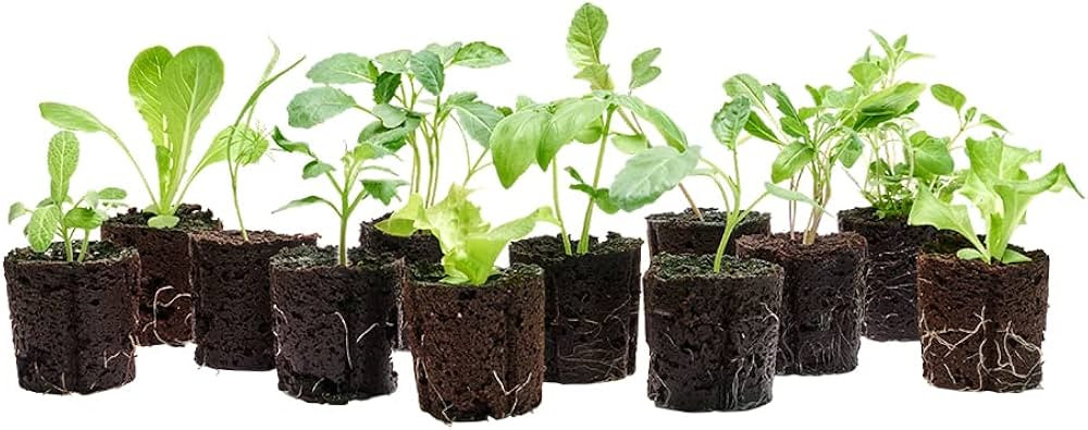 Lettuce Grow Indoor Seedlings Bundle - Live Plants to Kickstart Your Growing Journey - Not Seeds ... | Amazon (US)