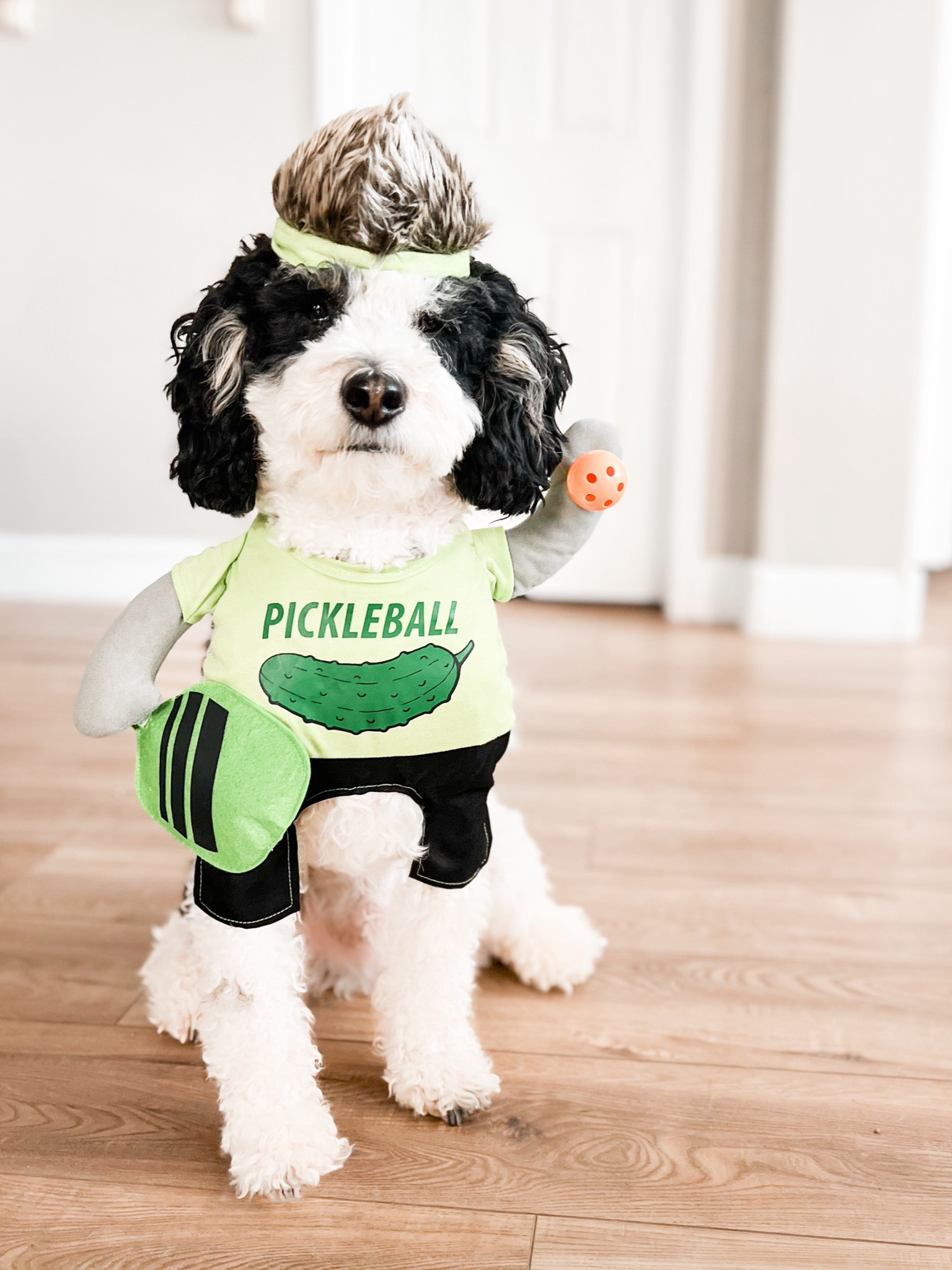 Toby is ready for some Pickleball! Halloween costume #2

#LTKFamily #LTKSeasonal #LTKFindsUnder50
