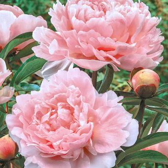 Spring Hill Nurseries Pink Pillow Talk Peony Perennial Plant in 1-Pack Bareroot | Lowe's