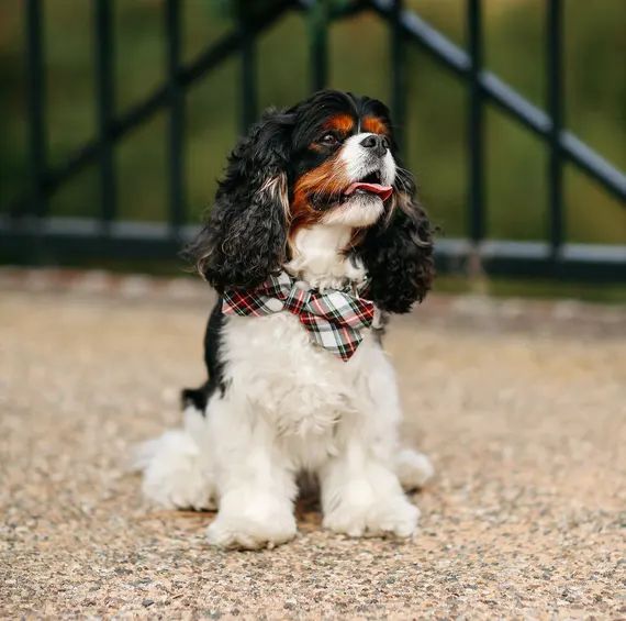 Tartan Plaid Bow Tie Dog Collar Holiday Dog Collar Bowtie | Etsy | Etsy (US)