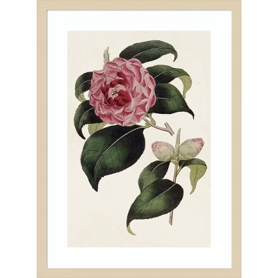 Amanti Art Pink Floral Mix III by Bette Ridgeway Wood Framed Wall Art Print 19 in. x 25 in. | Target
