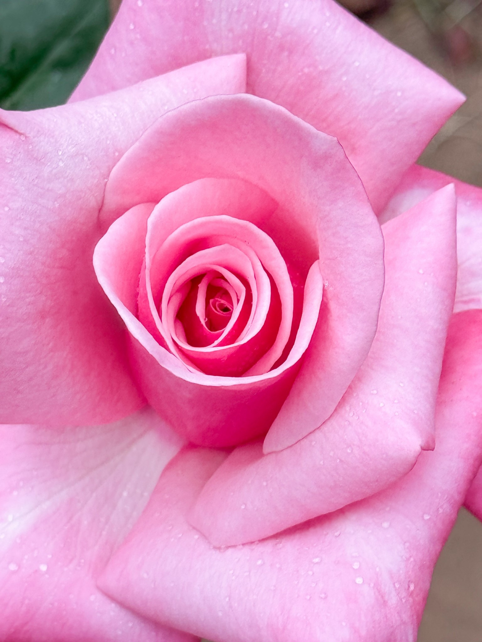 Walmart is rolling out some lovely bare root roses for only $20!!! 🤯🤯sure 

#LTKspring #LTKspringtrends #LTKSpringSale