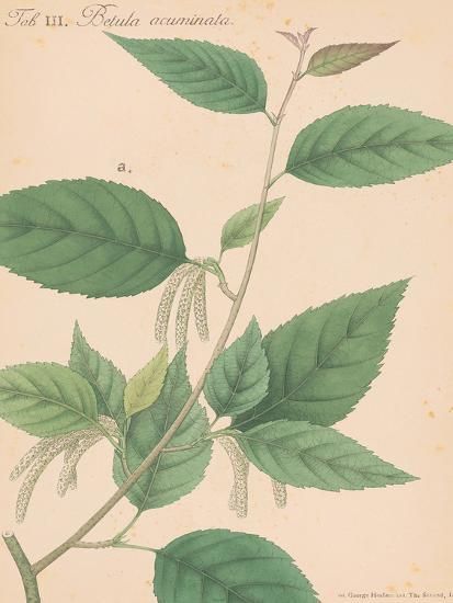 'Indian Botanicals I' Art Print - Nathaniel Wallich | Art.com | Art.com