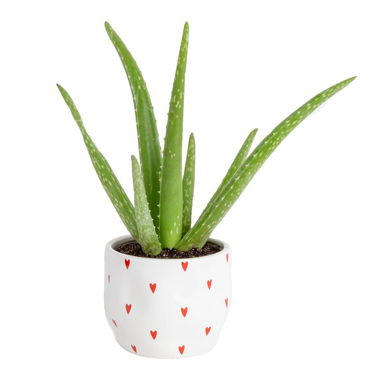 Costa Farms Live Indoor 7in. Tall Green Aloe Vera; Bright, Direct Sunlight Plant in 4in. Décor P... | Walmart (US)