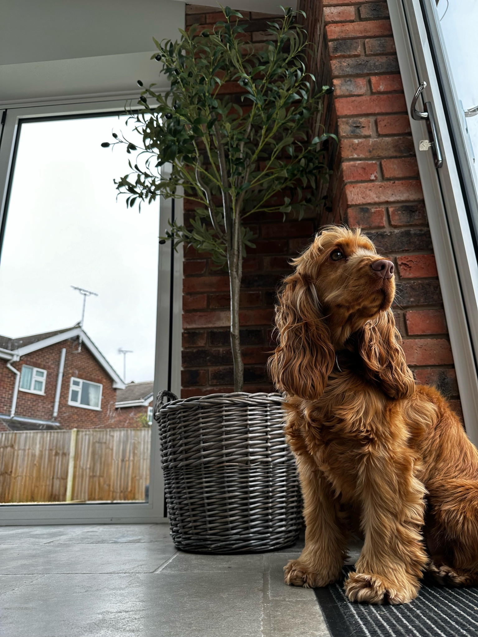 Spot the newbie 😍 in love with our new olive tree and basket! Rosie definitely promotes it well!

#LTKfindsunder50 #LTKhome #LTKfindsunder100
