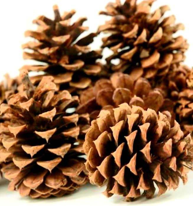 Large Ponderosa Pine Cones 25 | Amazon (US)