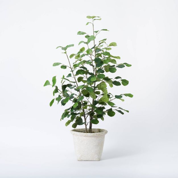 Small Triangle Ficus Tree - Threshold&#8482; designed with Studio McGee | Target