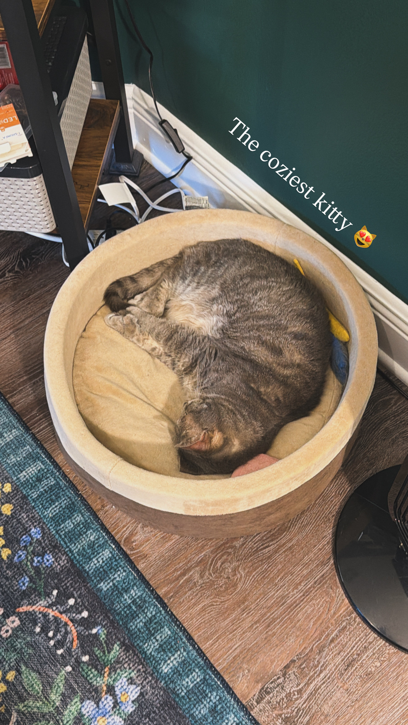 This heated cat bed is worth every penny. My cat Olivia has claimed it as her throne, and I love seeing her so content and warm. It's become her go-to nap spot, especially on those chilly winter days when she just wants to stay cozy. 

 #LTKmorningroutine #LTKSeasonal #LTKHome