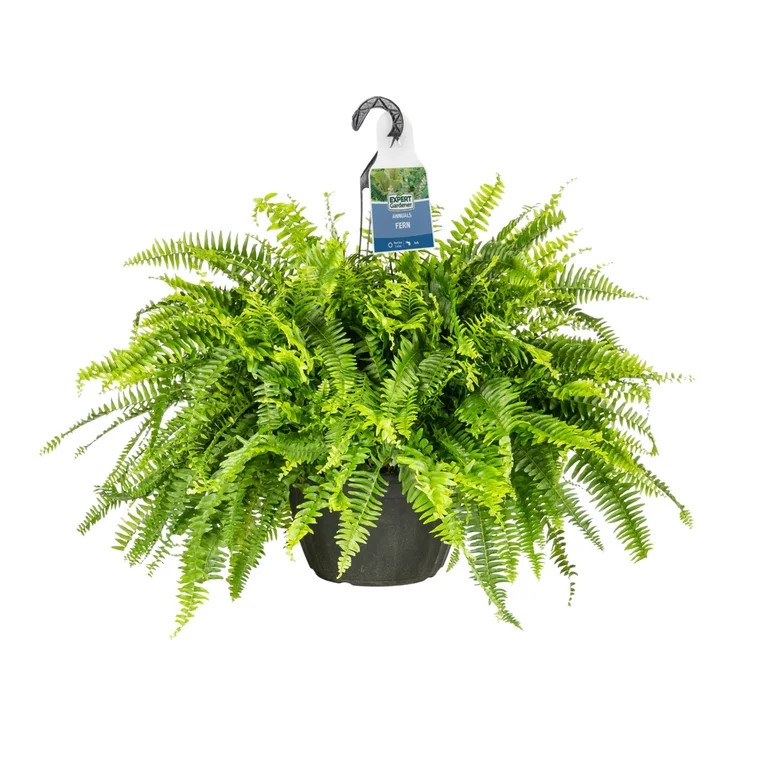 Expert Gardener 20-24" Wide Boston Fern Live Plant in 1.5-Gallon Grower Pot | Walmart (US)