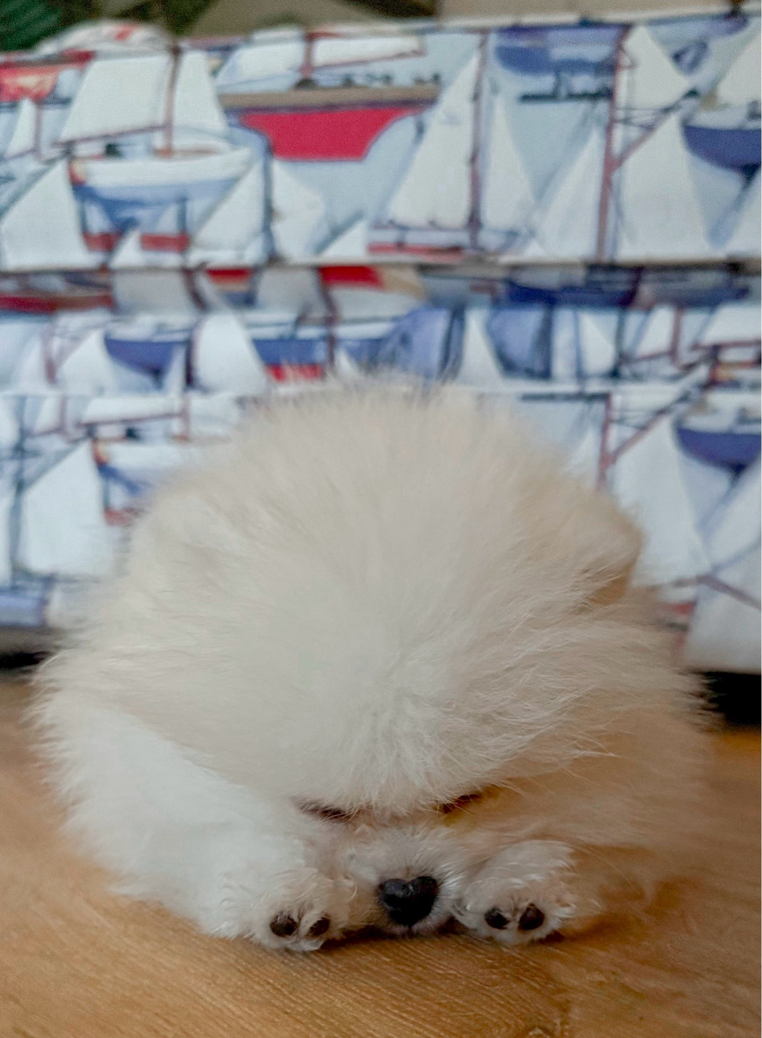 Puppy Must Haves💫🐶
Everything I’ve ordered since Boats came home! He’s a one pound 9 week old Pomeranian, so puppy proofing has been crazy. He can fit in, under, and through just about anything! He’s also teething and has little Jaws teeth!😂 🦈

I hope this helps anyone trying to navigate a new puppy! If you have any questions, let me know! This is my second little pom pup so these items are what have worked for me! Check my socials for more puppy pic’s!🐶🤍

Dog Camera
Safe Dog Toys
Pomeranian Puppy
Dog Bed
Dog Grooming Kit
Dog Bowls
Dog Nail Clippers
Dog Brush 
Safe Dog Bones
Night Lights
Doorway Dog Gates 
Puppy Starter Pack
Puppy Essentials

#LTKHome #LTKdayinmylife #LTKstorytime
