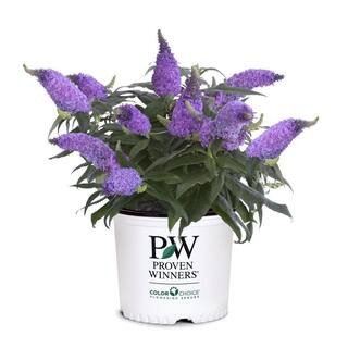 2 Gal. Pugster Amethyst Butterfly Bush (Buddleia) Live Flowering Shrub with Purple Flowers | The Home Depot