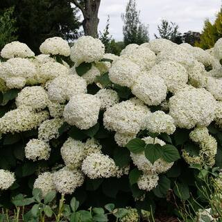 4.5 in. qt. Incrediball Storm Proof Smooth Hydrangea (Arborescens) Live Flowering Shrub with White to Green Flowers | The Home Depot